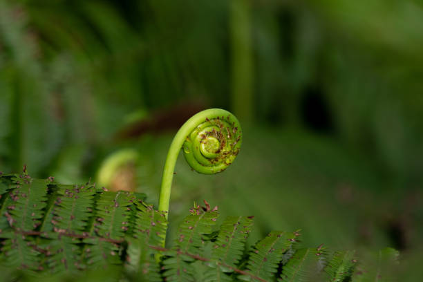istock green fern plant 1458146244