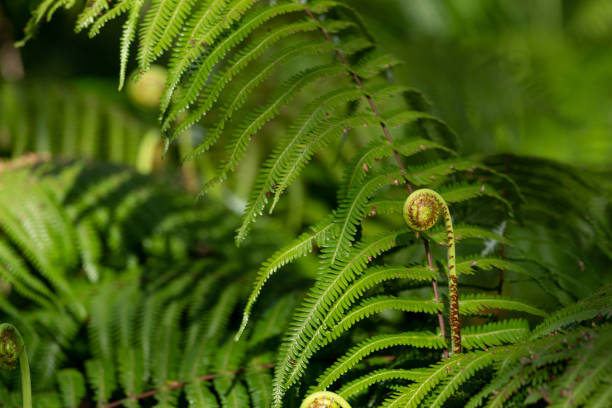 istock green fern plant 1458146248