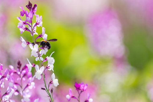 A carpenter bee perched on a flower