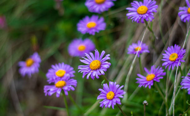 istock the beautiful farers aster in bloom on the mountains in spring 1458147558