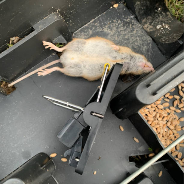 istock Mouse caught in a trap with a swatter 1458151670