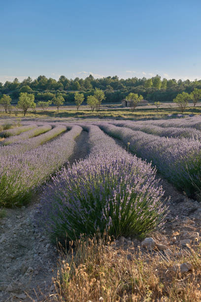 istock A lavender field in bloom on a sunny day 1458153392