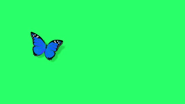 Animation blue butterfly flying on green screen.