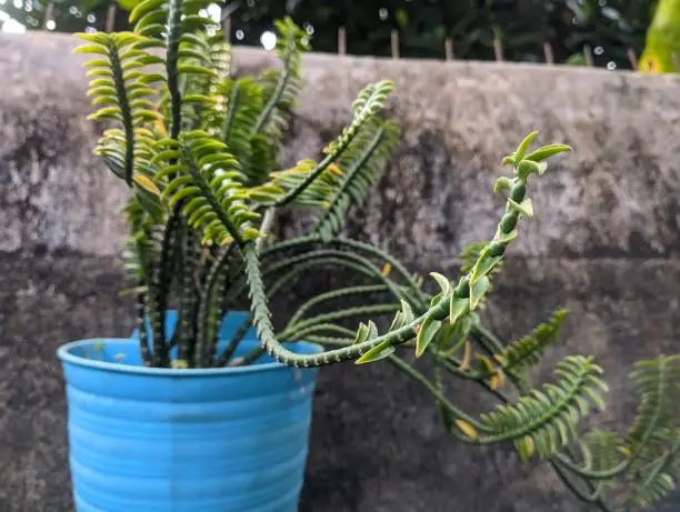 Crassula muscosa. a plant with green leaves in a blue pot