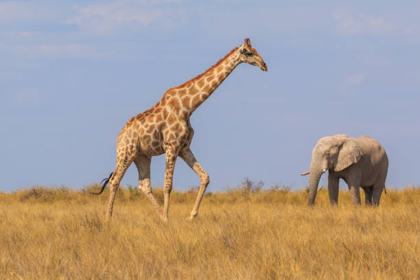 istock Giraffe and elephant in th Etosha National Park in Namibia. 1458158746