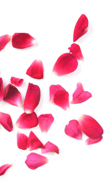 istock red rose petals  on white background. 1458158789
