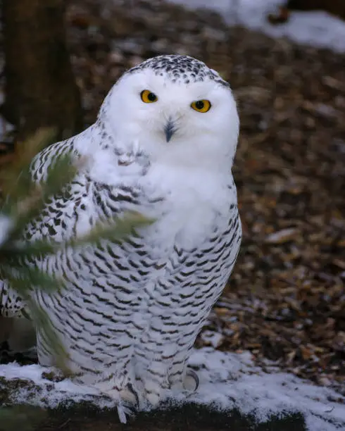 Snowowl observing me and looking direct in my camera
