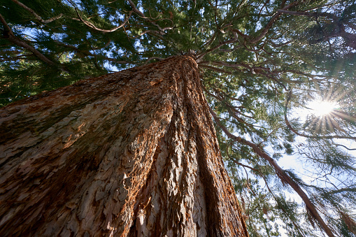 Tree Redwood (Wellingtonie, Bergmammutbaum). Large monumental plant with big trunk and many green branches. Sunstar. Up view.