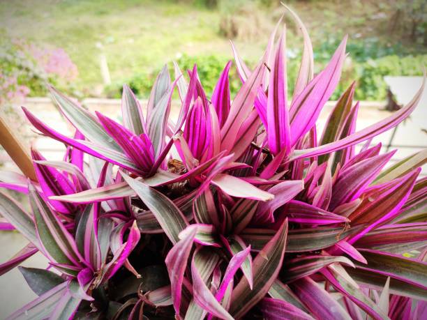 istock Rhoeo Tricolor 1458168219