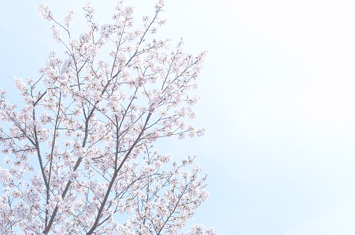 Cherry Blossoms & Blue Sky/with Copy Space