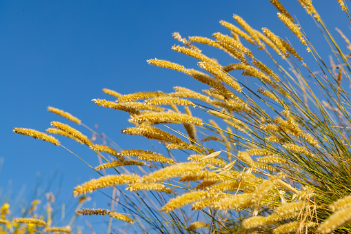 Dry thin yellow stems of wild reeds sway in a light breeze against the background of a clear blue daytime sky in the light of a bright sun