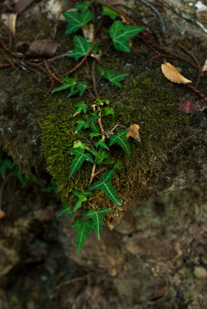 istock climbing ivy on stone with moss in mediterranean atlantic forest with humidity 1458173113