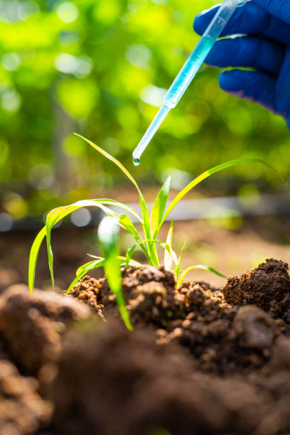 close up vertical shot of agro scientist hands at laboratory adding chemical to small lab grown plant - concept of research, focused and invention or biotechnology
