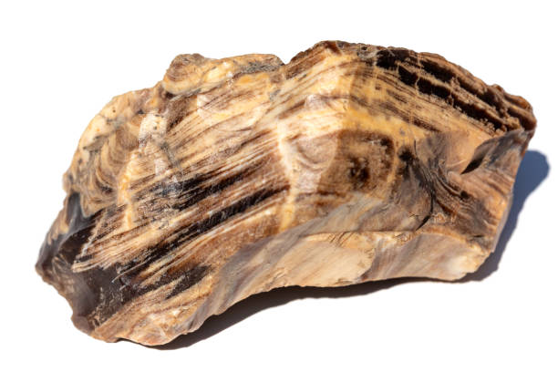 un grande pezzo di legno pietrificato. la pietra della struttura stratificata è isolata su uno sfondo bianco - legno fossile foto e immagini stock