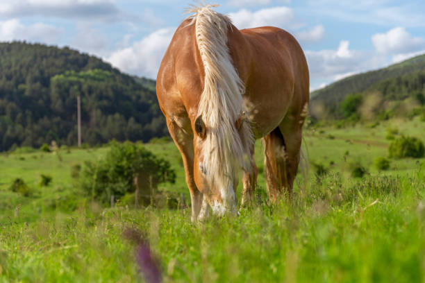istock Horses on the meadow. 1458178445