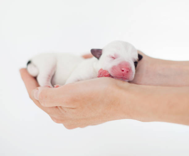 istock Newborn puppy in the palms 1458178662
