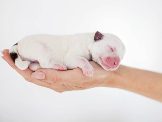 istock Newborn puppy in the palms 1458178705