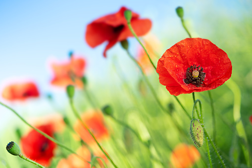 Poppy flowers field on clear sky background. Selective focus
