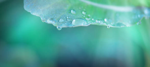 istock Macro shot of raindrops on the leaf. Selective focus, copy space 1458179338