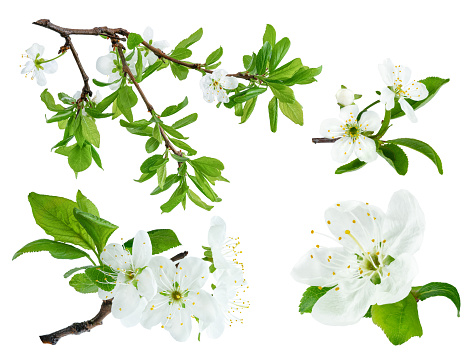 Set of plum tree flowers on branch isolated on white background with clipping path. High quality photo