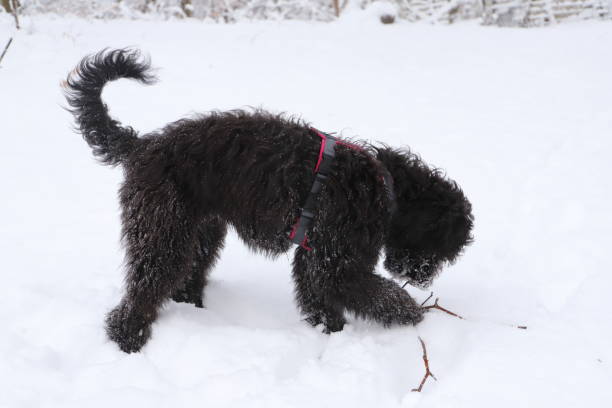 istock a black Doodle dog is playing in the snow 1458181444