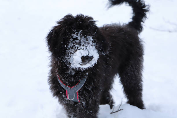 a black Doodle dog is playing in the snow stock photo