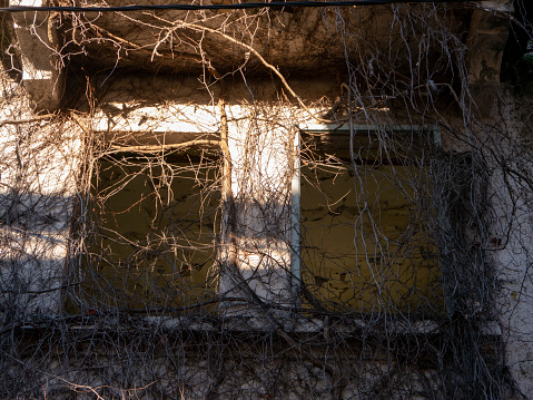 Two empty windows of ruined house covered with dry ivy plant front view