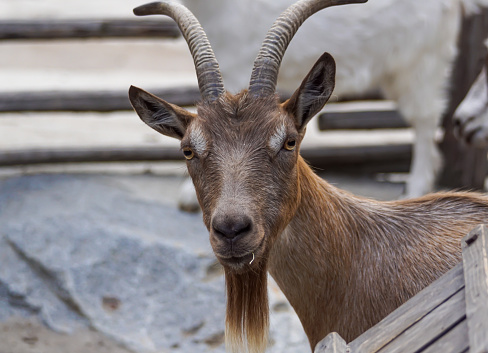 a close up of a brown goat