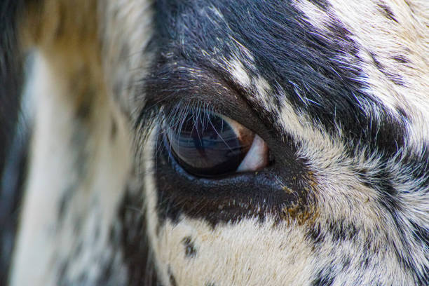 Close-up Eye