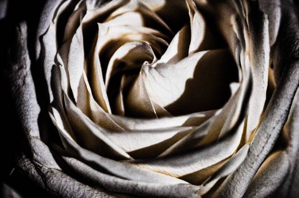istock Macro photo shoot of Rose 1458186343