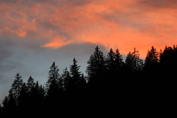 Tree tops and bright lit cloud at sunset. stock photo