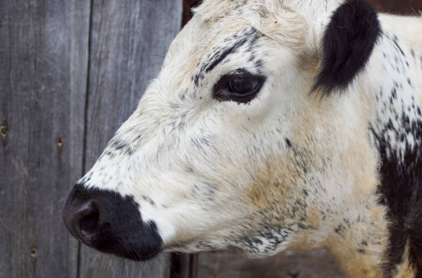 istock Close up side view of a cow 1458188878