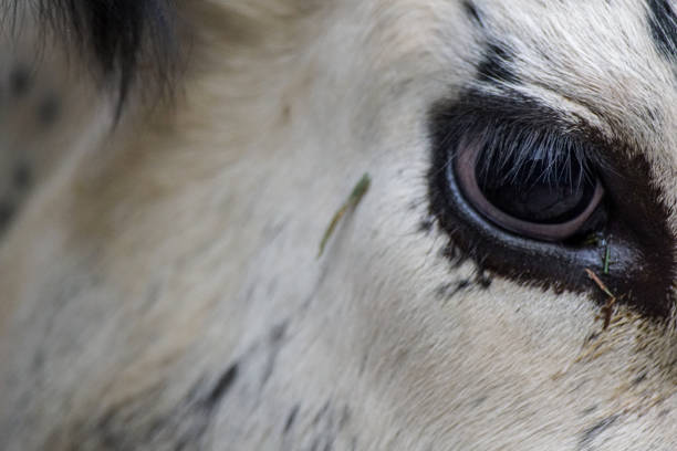 istock Close up side view of a cow 1458189985