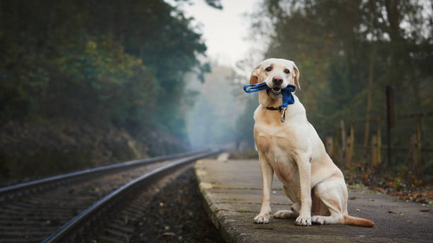 istock Lonely dog waiting on railroad platform 1458192256