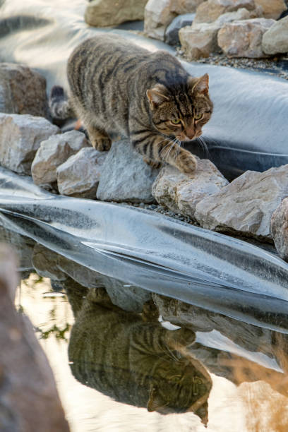 istock A cat sneaking into a pond, walking on stones. 1458192417