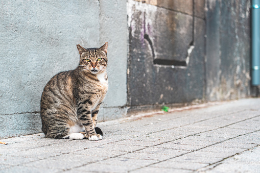 Portrait of stray cat sitting on road