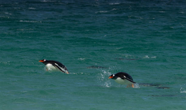 eselspinguine, falklandinseln - gentoo penguin stock-fotos und bilder