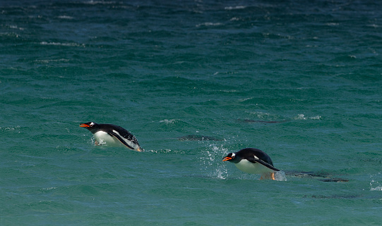 Two Gentoo Penguins, Pygoscelis papua, porpoising in the South Atlantic Ocean off Bleaker Island, Falkland Islands, while others swim underwater nearby.