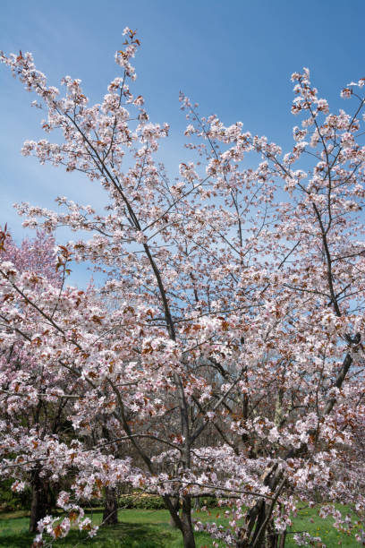 istock Cherry blossoms in full bloom in the spring park 1458198126