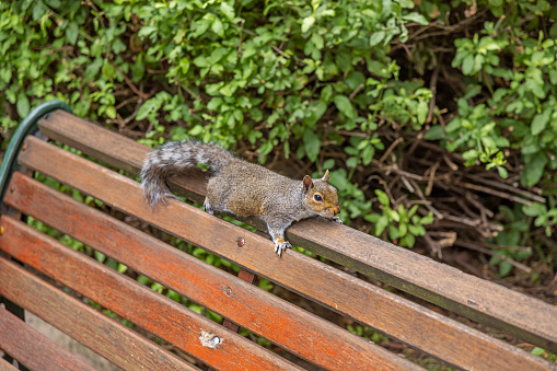 Gray squirrel, which is a invasive species in South Africa, on a bench in a public park in Cape Town