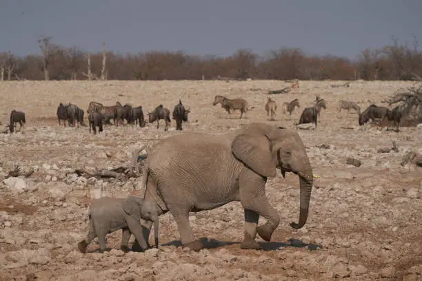 Photo of Young African Elephant