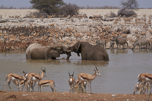 African elephants (Loxodonta africana) at a crowded waterhole in Etosha National Park, Namibia