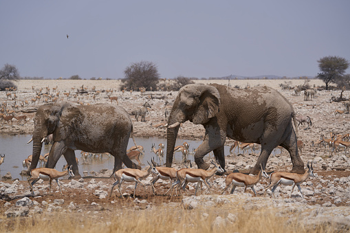 African Elephant at Etosha National Park in Kunene Region, Namibia, with cars and visible people in the background.