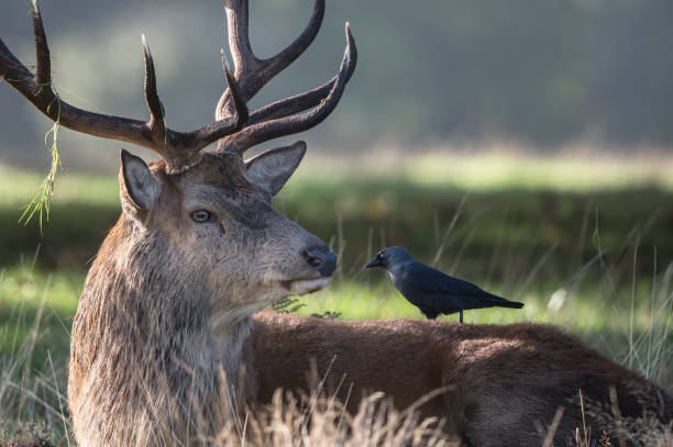 istock Stag and his tick collector 1458206899
