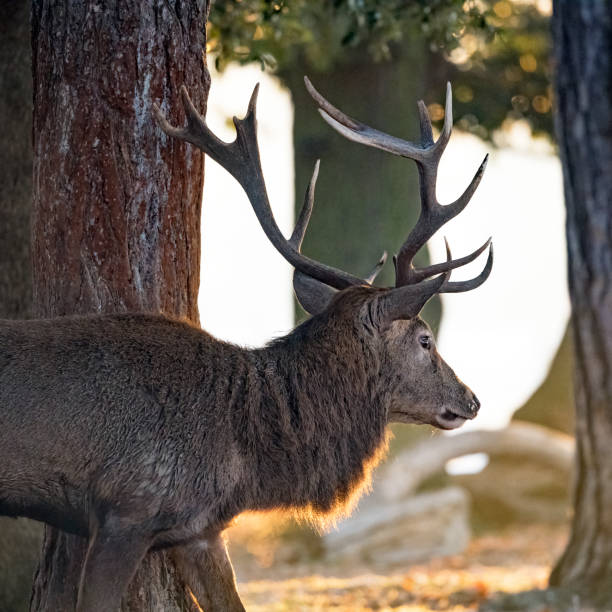 istock Stag catching the rising sunshine 1458207123