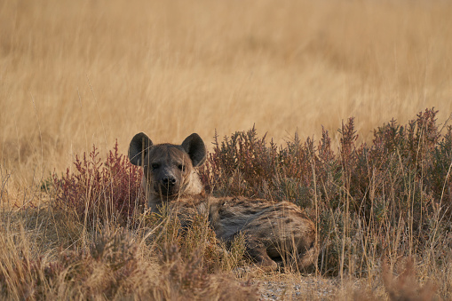 Spotted Hyaena (Crocuta crocuta) resting amongst the vegetation in Etosha National Park, Namibia