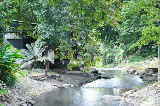 cachoeira e árvore na floresta e casa ou casa perto da cachoeira - bounce off - fotografias e filmes do acervo