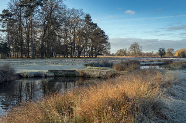 istock Subtle colours of winter 1458212591
