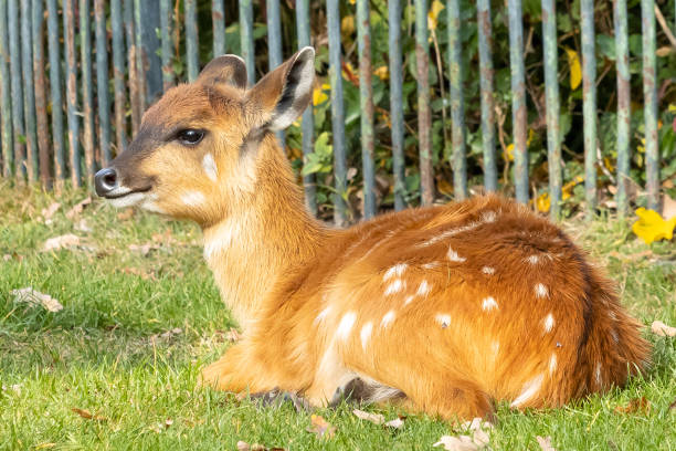 Fawn at the Berlin Zoo. stock photo
