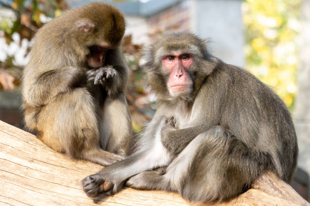 Two baboons at the Berlin Zoo. stock photo